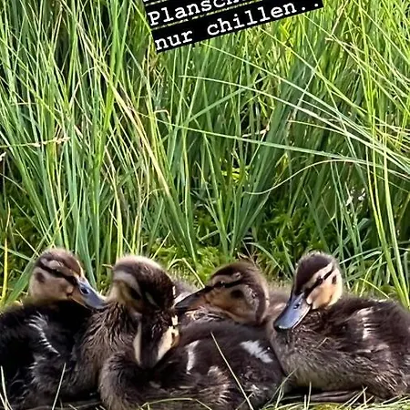 Apartmán Schwarzwald-anni Pool Tennis Sauna *