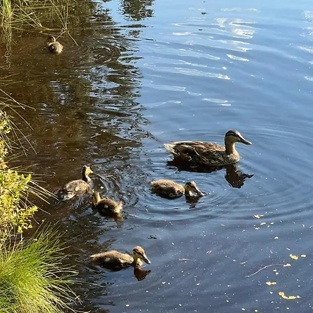 Schwarzwald-anni Pool Tennis Sauna * Schonach im Schwarzwald