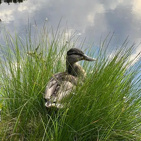 Schwarzwald-anni Pool Tennis Sauna Schonach im Schwarzwald